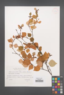 Betula pubescens [KOR 33022]