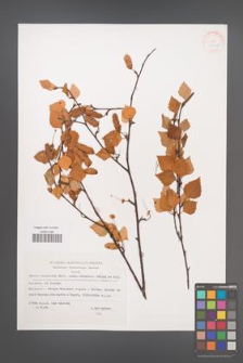 Betula pubescens [KOR 33018]