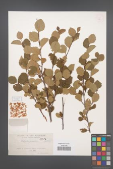 Betula pumilis [pumila] [KOR 574]