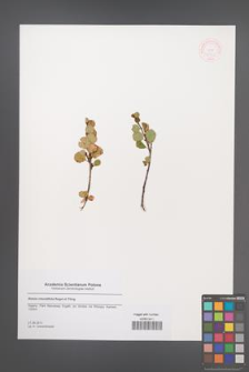 Betula rotundifolia [KOR 48733]