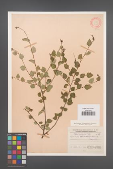 Betula tianschanica [KOR 12322]