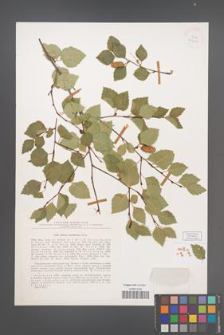 Betula tianschanica [KOR 24742]