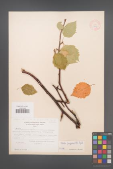 Betula utilis [KOR 12139]