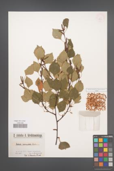 Betula verrucosa [KOR 565]