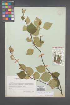Betula ×aurata [KOR 48068]