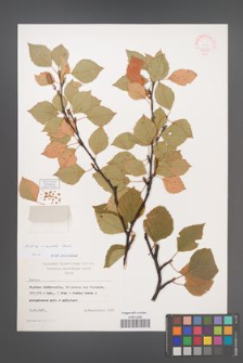 Betula ×aurata [KOR 48073]