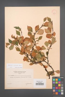 Betula ×aurata [KOR 48091]
