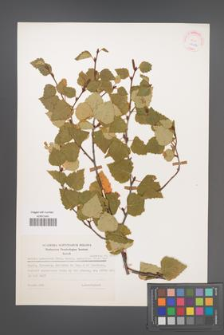 Betula pubescens [KOR 25496]