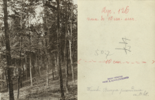 Prywatne archiwum fotograficzne roślin drzewiastych Stanisława Sokołowskiego : Buki