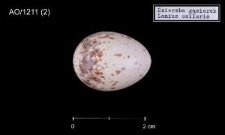 Lanius collurio