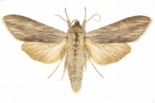 Cucullia umbratica