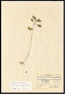 Oxalis stricta L.