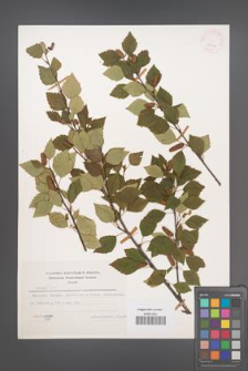 Betula pubescens [KOR 25212]