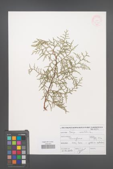 Biota orientalis [KOR 47160]