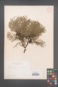 Biota orientalis [KOR 37261]