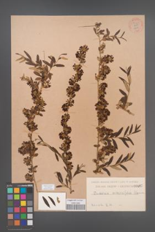 Buddleia [Buddleja] alternifolia [KOR 55301]