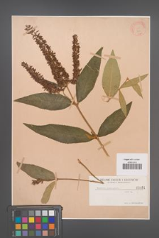 Buddleia [Buddleja] paniculata [KOR 451]