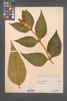 Buddleia [Buddleja] salvifolia [KOR 448]