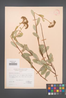 Bupleurum fruticosum [KOR 21208]