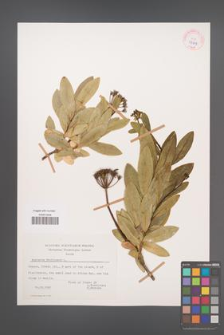 Bupleurum fruticosum [KOR 27639]