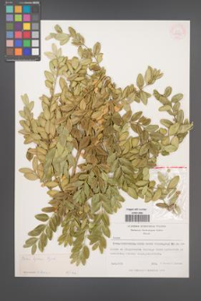 Buxus hyrcana [KOR 12353]