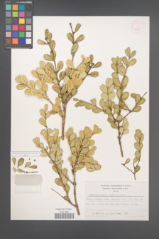 Buxus microphylla [KOR 28264]