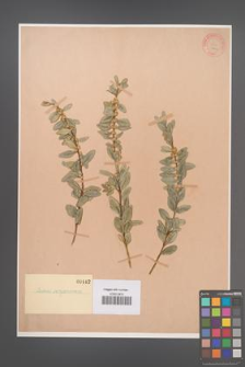 Buxus sempervirens [KOR 442]