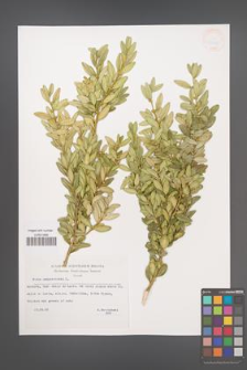 Buxus sempervirens [KOR 33145]