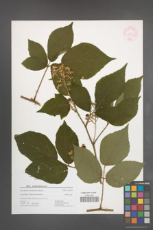 Rubus pseudosiemianicensis [KOR 44456]