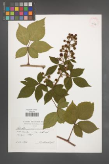 Rubus pseudosiemianicensis [KOR 39922]