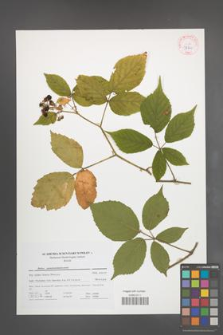Rubus pseudosiemianicensis [KOR 42200]
