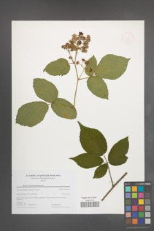 Rubus pseudosiemianicensis [KOR 49059]