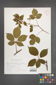 Rubus pyramidalis [KOR 52130]
