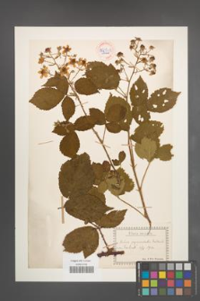 Rubus pyramidalis [KOR 54319]