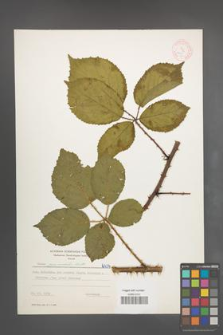 Rubus pyramidalis [KOR 6434]
