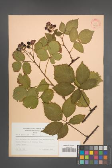 Rubus pyramidalis [KOR 31545]