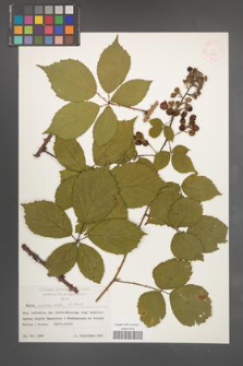 Rubus pyramidalis [KOR 31544]