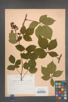 Rubus pyramidalis [KOR 30616]