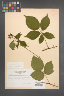 Rubus pyramidalis [KOR 23263]