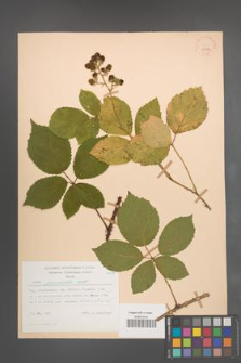 Rubus pyramidalis [KOR 23288]