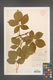 Rubus pyramidalis [KOR 10952]