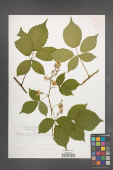Rubus pyramidalis [KOR 32253]