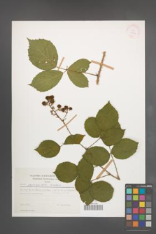 Rubus pyramidalis [KOR 29975]