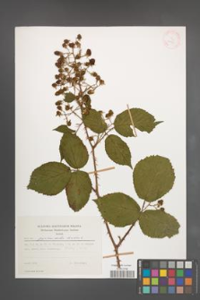 Rubus pyramidalis [KOR 29974]