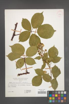 Rubus pyramidalis [KOR 29973]