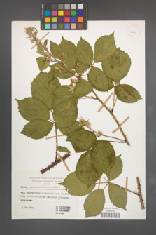 Rubus pyramidalis [KOR 29972]