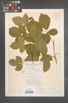 Rubus pyramidalis [KOR 10951]