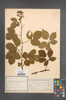 Rubus pyramidalis [KOR 54322]