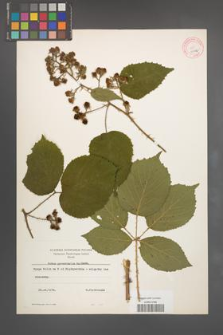 Rubus pyramidalis [KOR 10948]