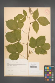 Rubus pyramidalis [KOR 8695]